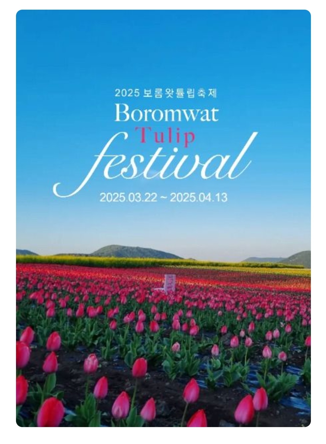 제주 보롬왓 튤립축제