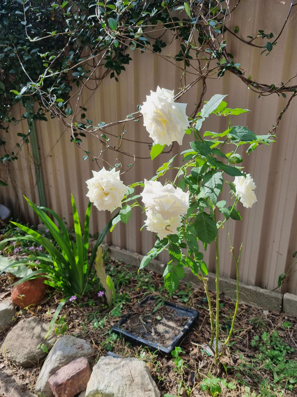 퇴직 후 일상&amp;#44; 정원 가꾸기