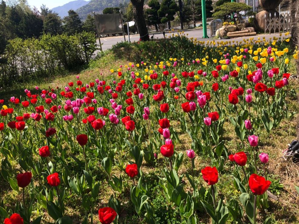 장흥 하늘빛수목원 튤립축제