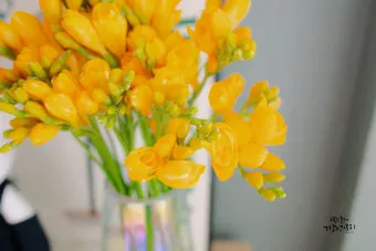 프리지아 수선화 꽃말 꽃다발 선물 의미_3