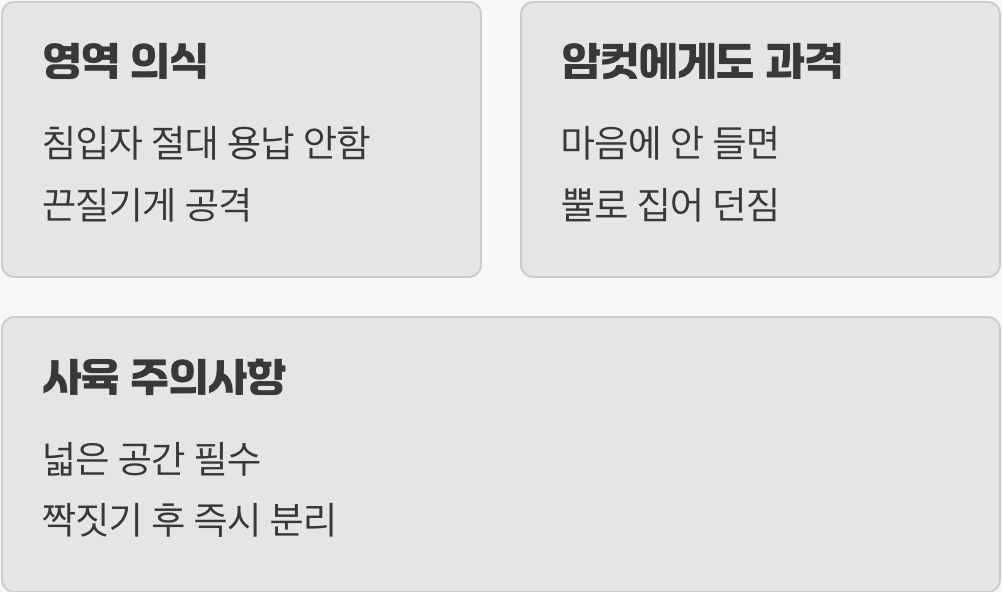 성격은 불처럼, 호전적인 파이터