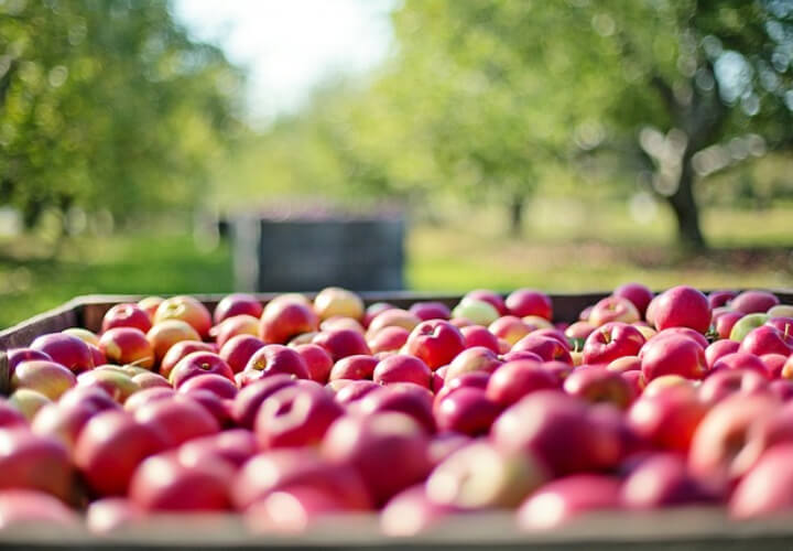 상자에-담긴-여러개의-사과들