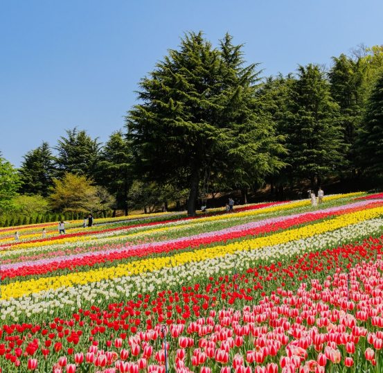 이월드튤립