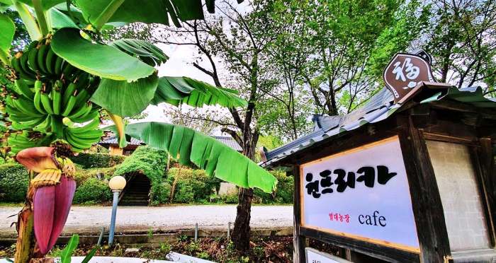 생방송오늘저녁 원주 바나나 열대작물 열대 과일 팜 카페