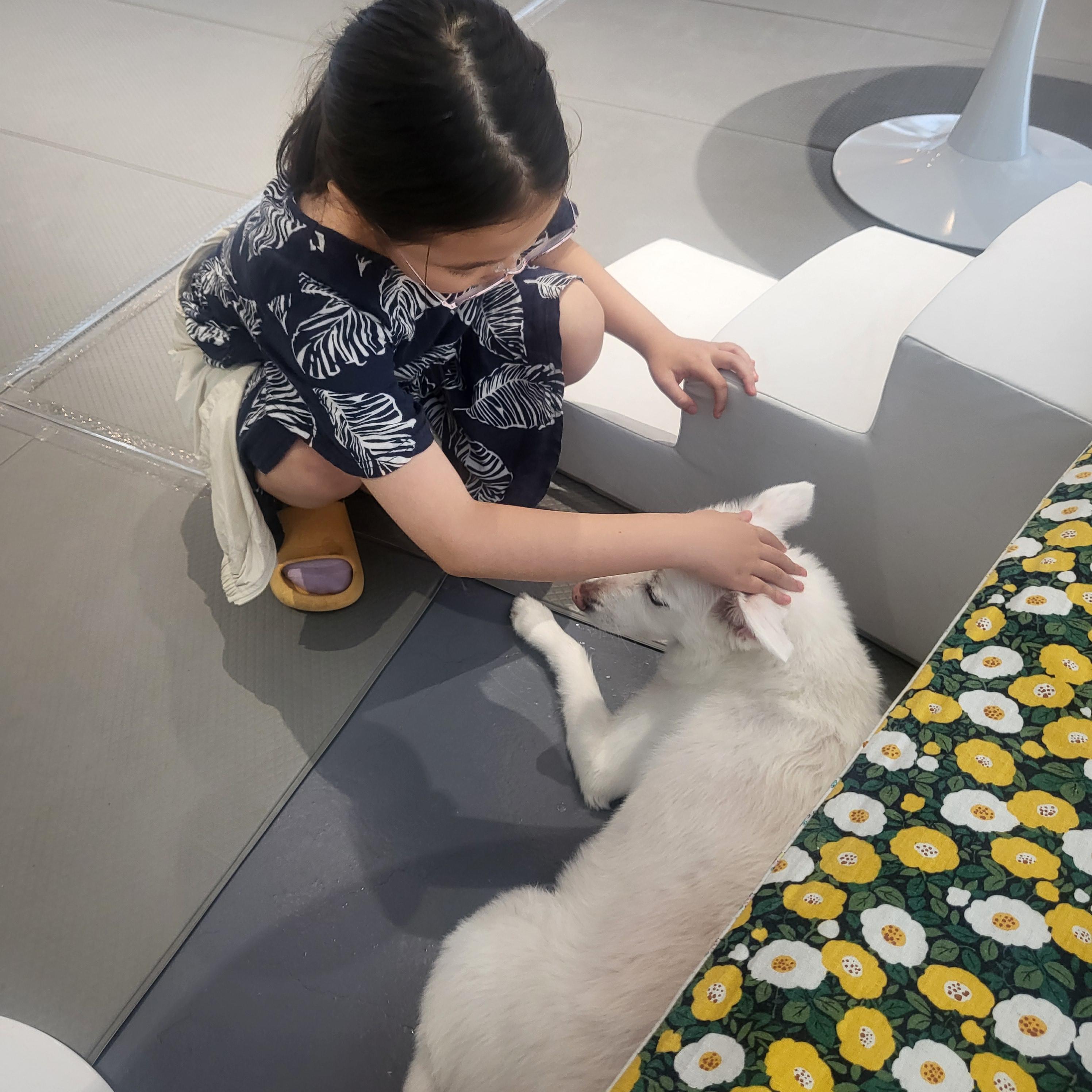 울산 애견 카페(딩동댕 애견카페)
