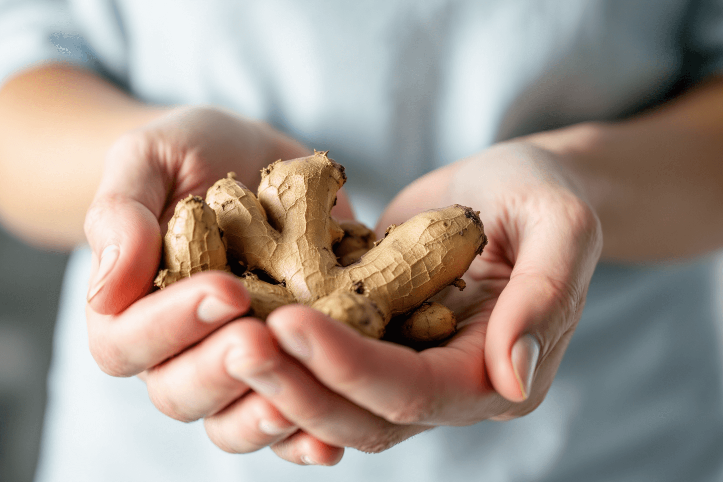 파비플로라 사진입니다.