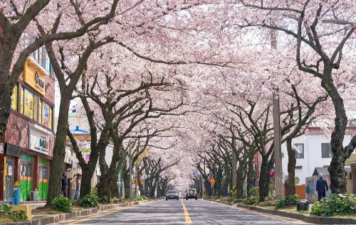 벚꽃 개화 시기 언제? 전국 벚꽃 명소 BEST 코스, 4월 여행지 추천!