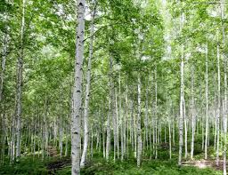 여름에 걷기 좋은 숲길 10