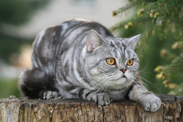 브리티시 쇼트헤어 British Shorthair