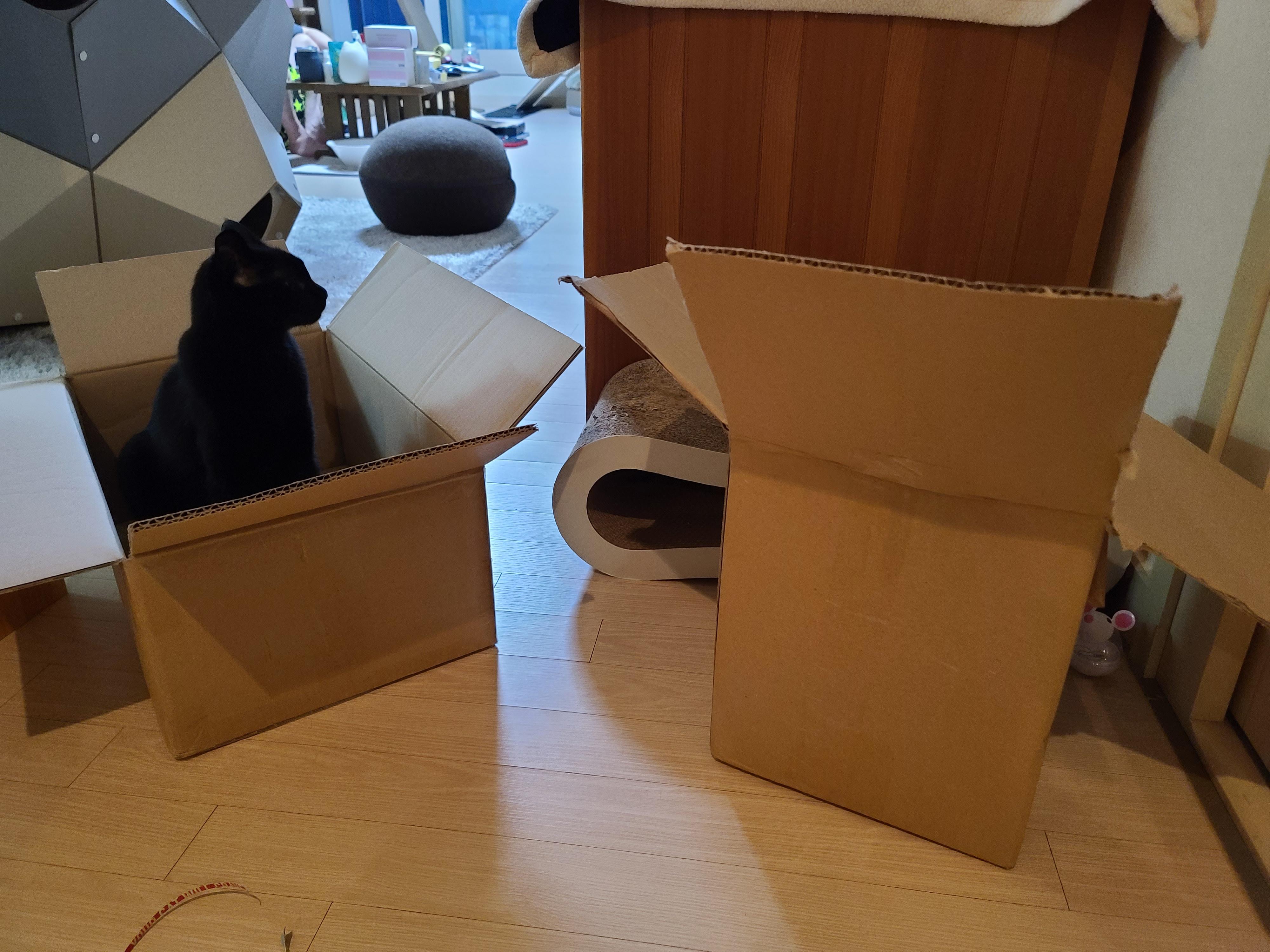 신상박스가 많이 생겨 신난 고양이들.(심쿵사진 있음)