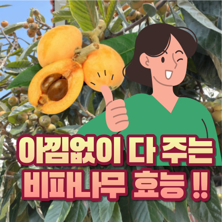 비파나무, 비파열매, 비파잎 효능들