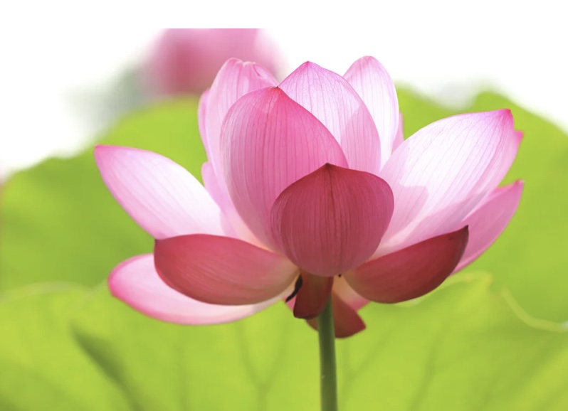 연자육 효능 먹는법 어디에 좋은가?