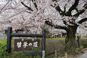 교토 여행 추천 철학의 길