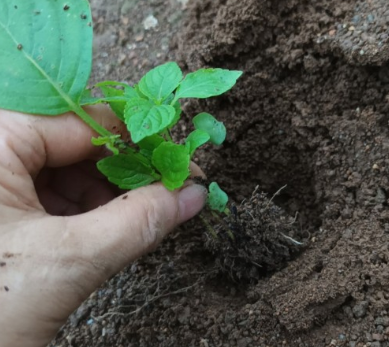 들깨 심는시기(파종시기, 심기방법, 재배방법, 수확하기) 깻잎키우기 총정리!