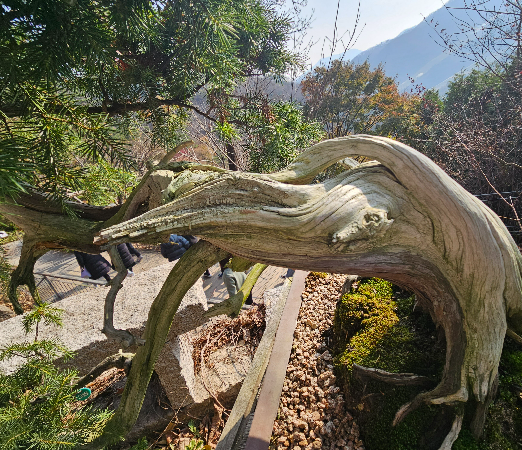 노간주나무 수형