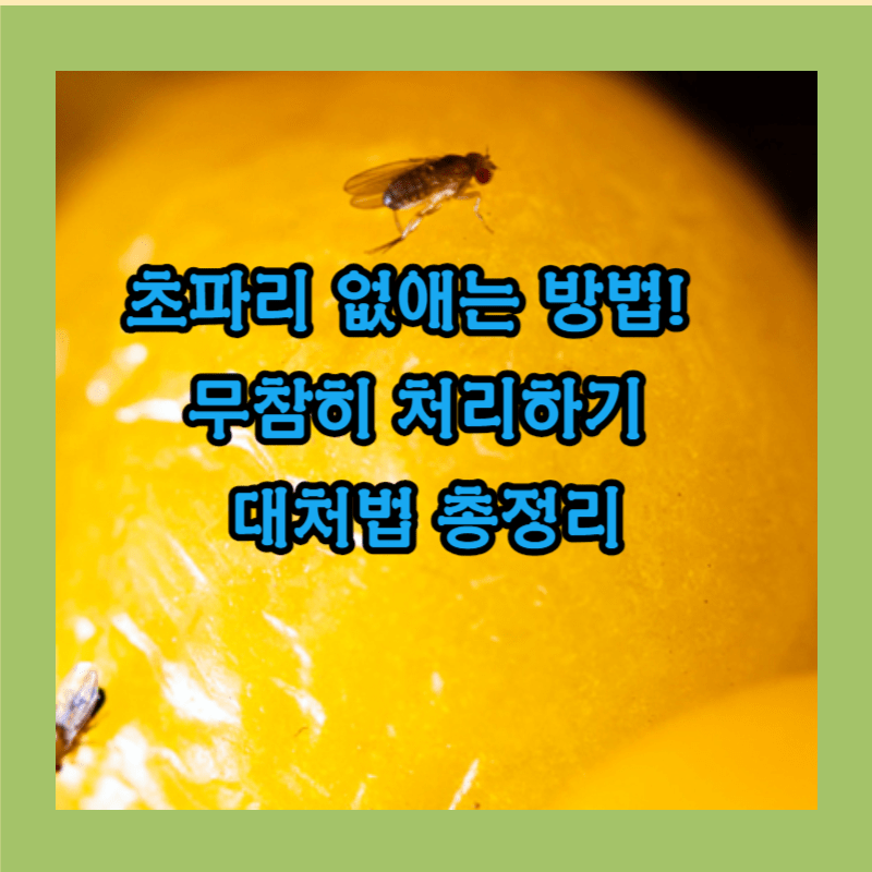 초파리 없애는 방법 썸네일