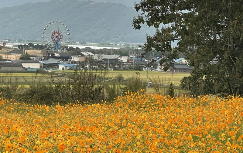 황화코스모스 곡성 동화정원