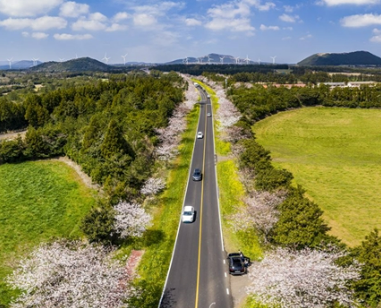 녹산로 -채꽃길