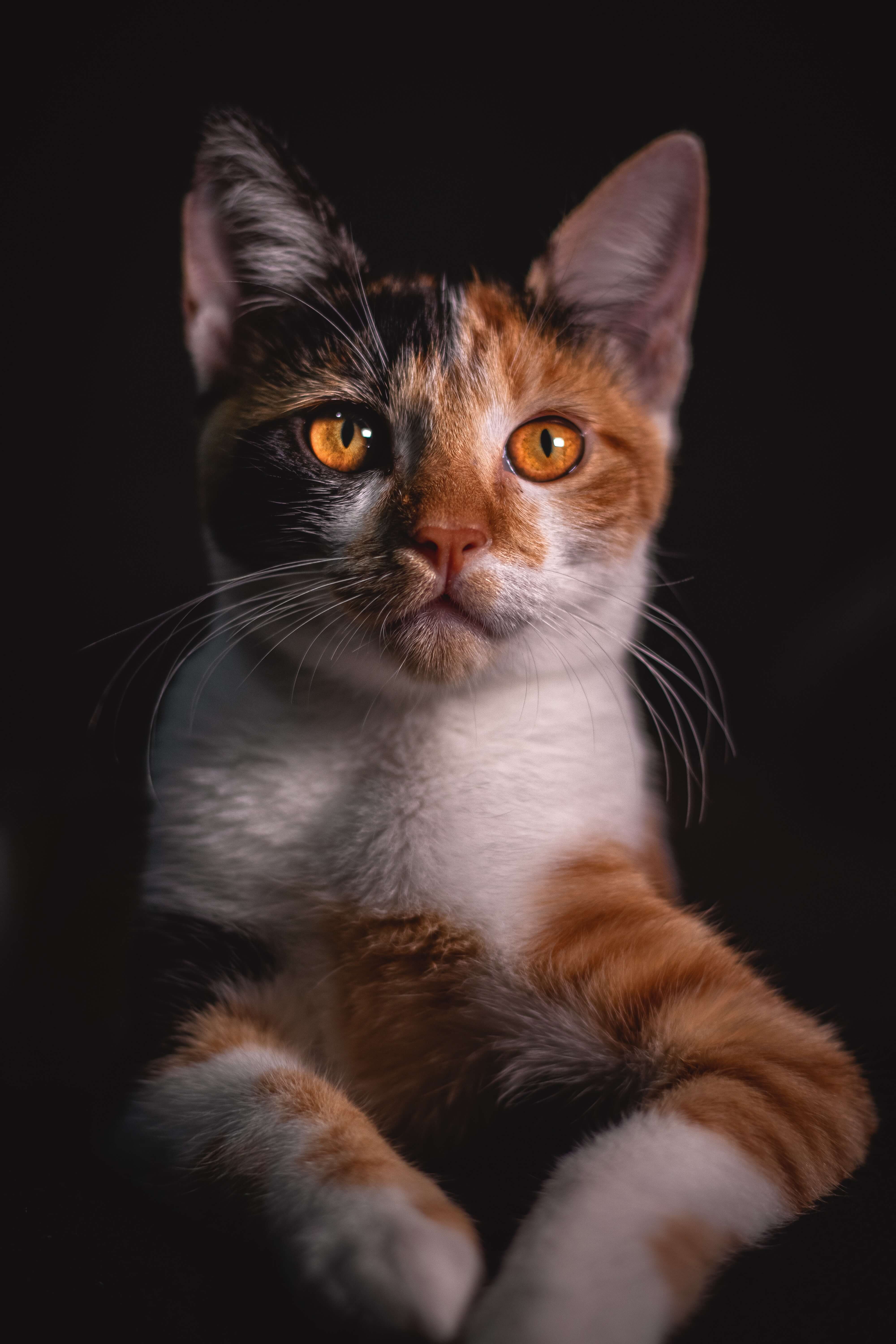 고양이