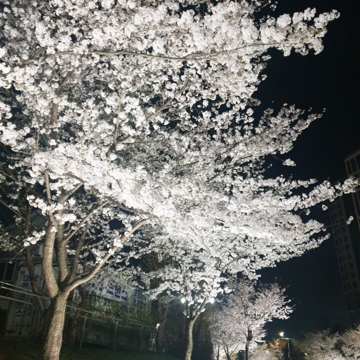 천안 벚꽃
