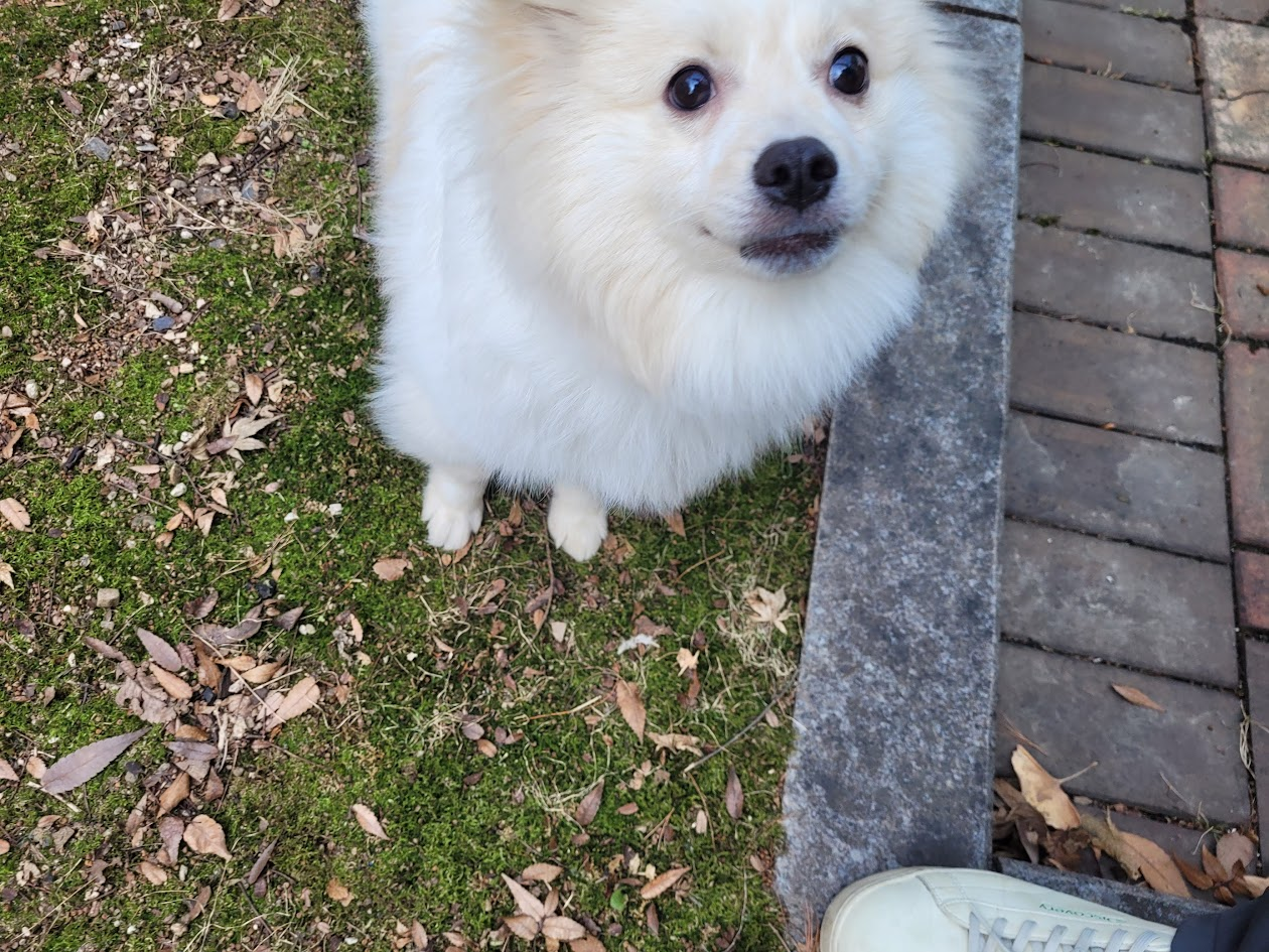 산책중에 잔디밭에서 주인을 보고 있는 강아지