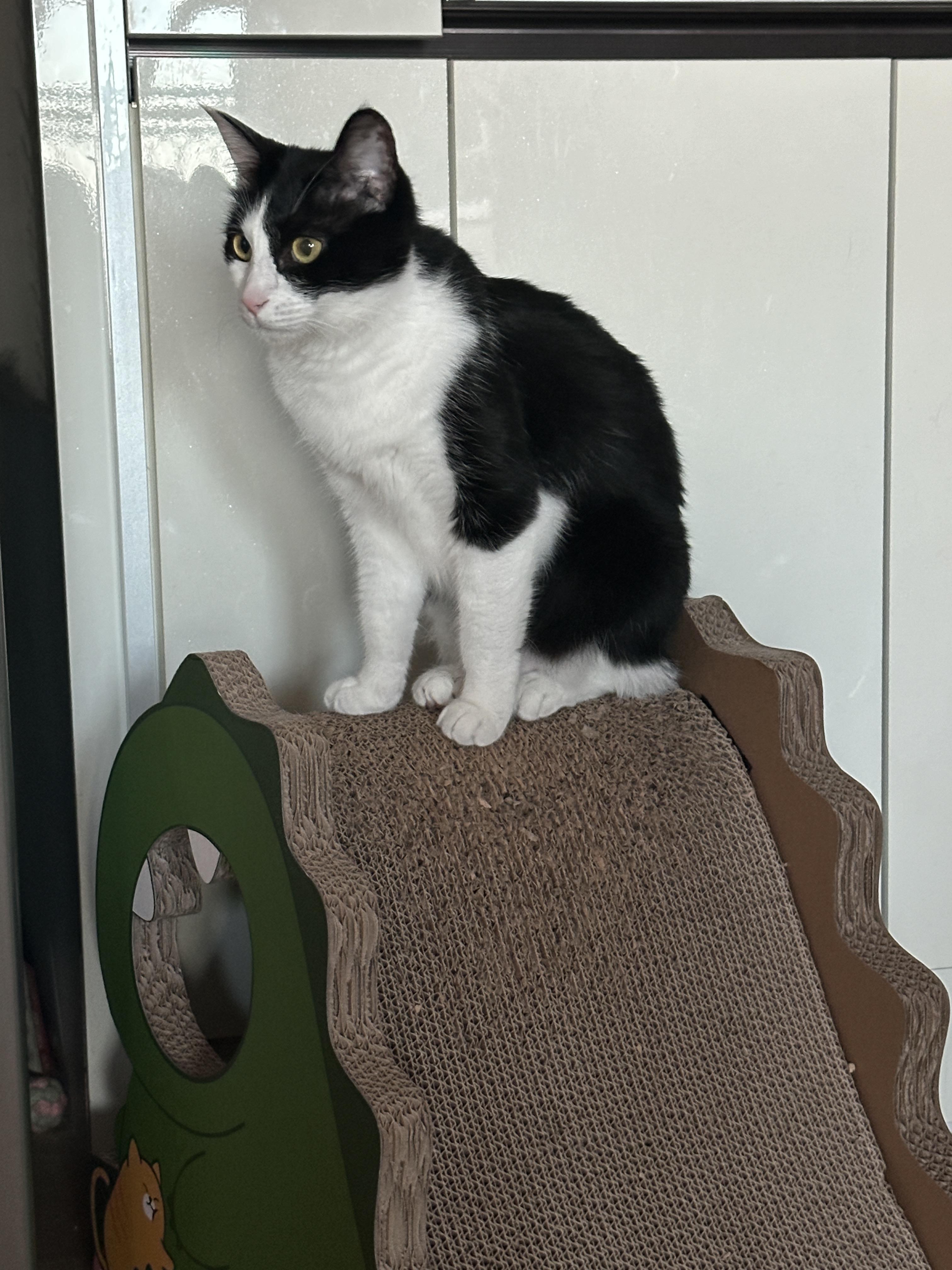 공룡_스크래쳐_위에_앉아_있는_두리