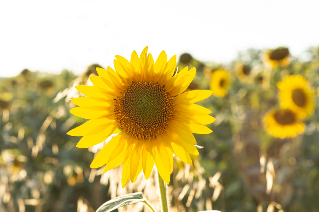 Sunshine loan