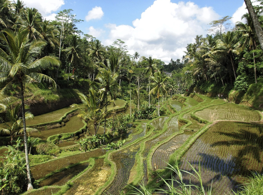 비 오는 날이 더 아름다운 여행지: 발리 우붓