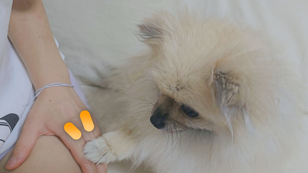 쓰다듬기를 멈추니 강아지 반응