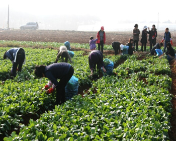 서산 국화축제_16