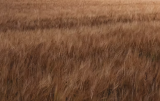 카뮤트 탈모와 당뇨에 대한 효능