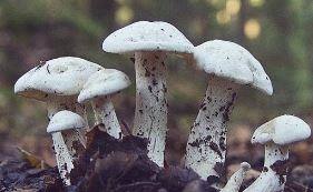 꽃송이버섯 효능 먹는방법 가격