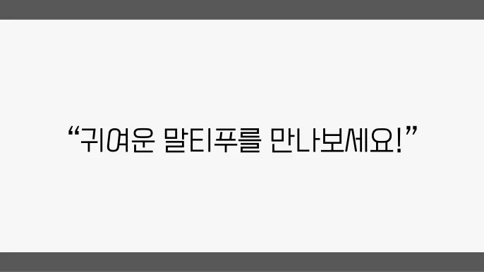 부천말티푸분양 알아봅니다