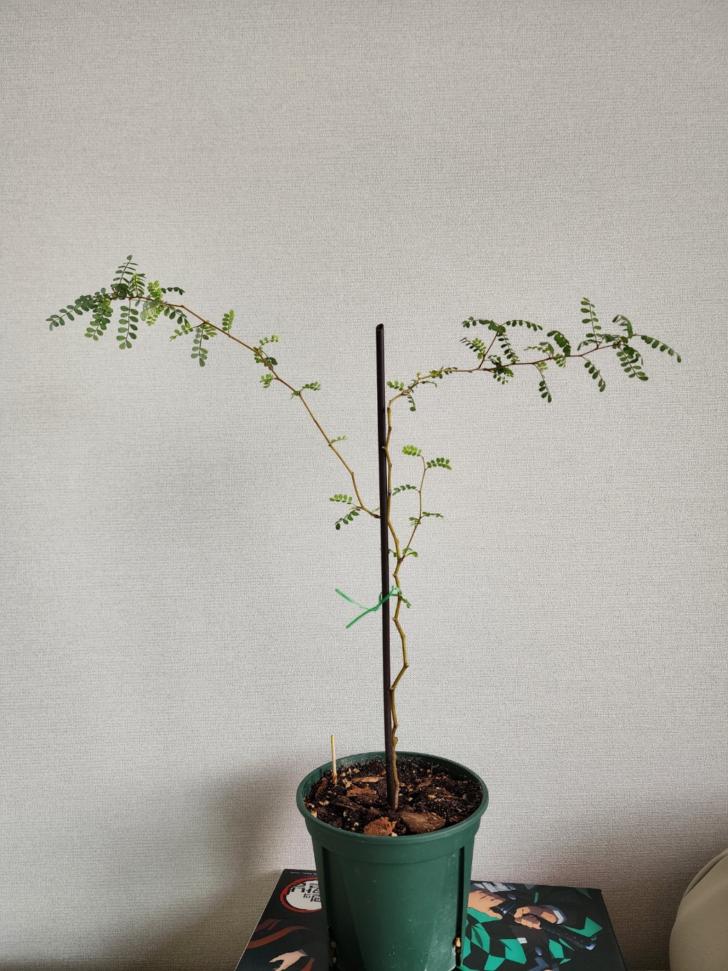 뿌리몸살을 잘 이겨내고 회복중인 소포라