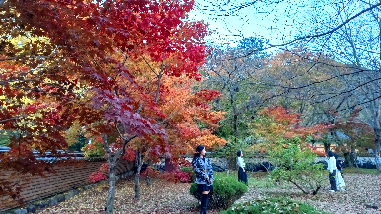 운문사 단풍