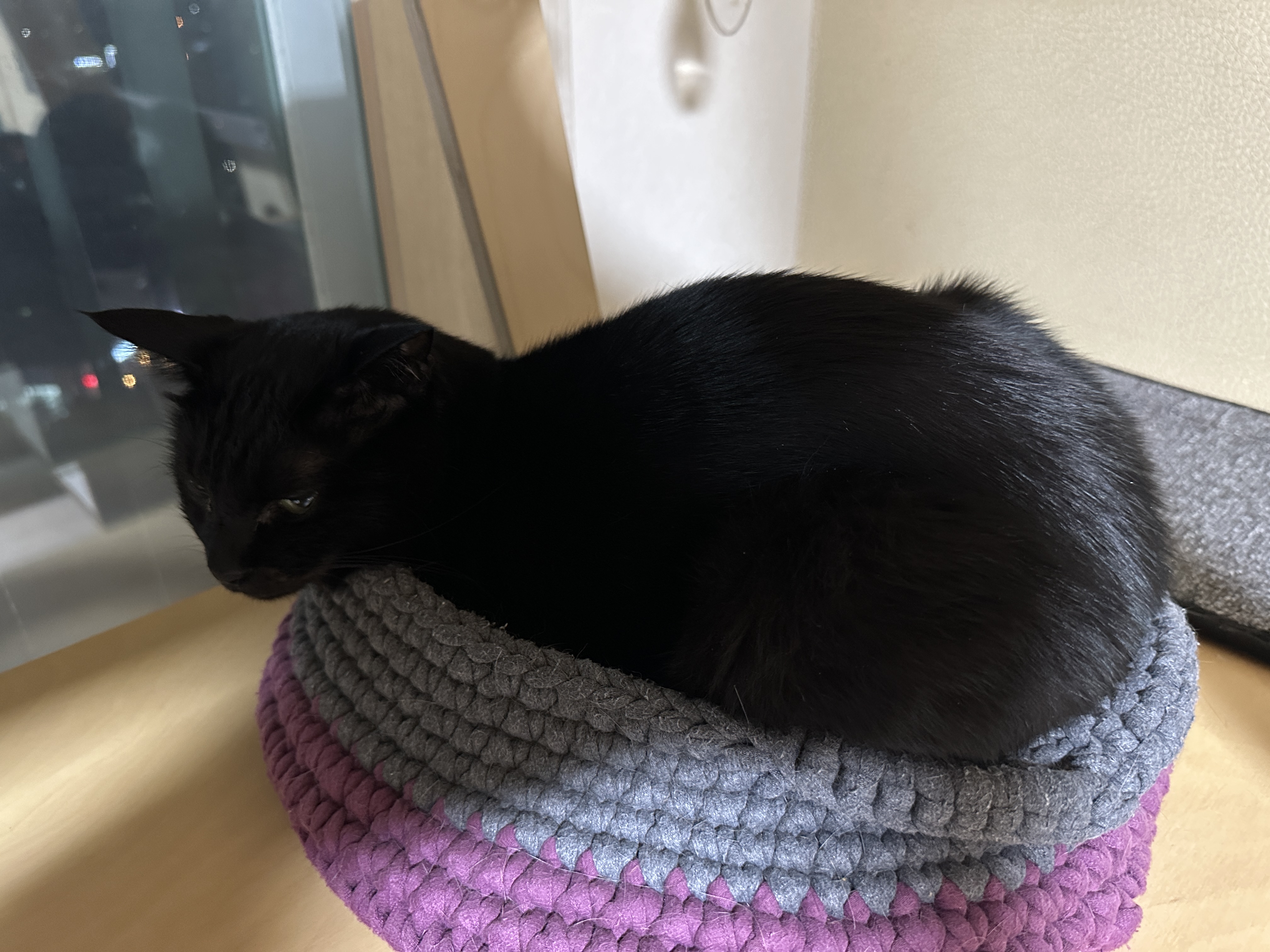 센티한 건이 모음.. (feat. 문화생활 즐기는 고양이 건이)