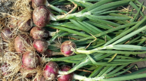 양파 먹는 꿈 양파 심는 꿈 양파 자르는 꿈