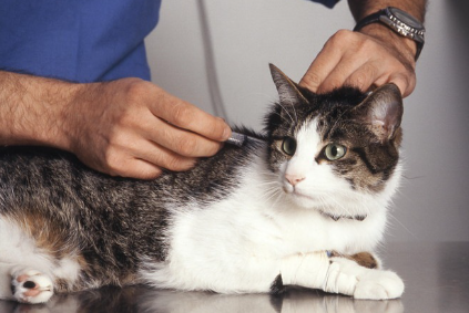 백신 접종하는 고양이.