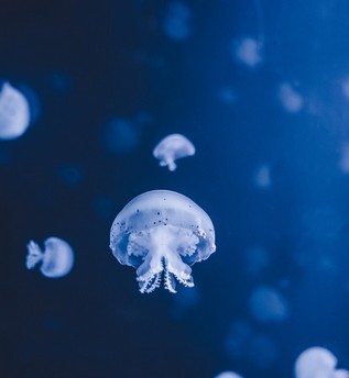 해파리 종류 특징