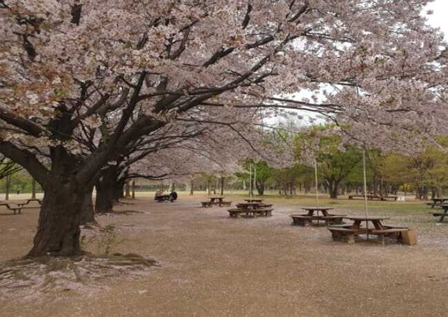 서울숲 벚꽃 나무 아래 도시락 공원