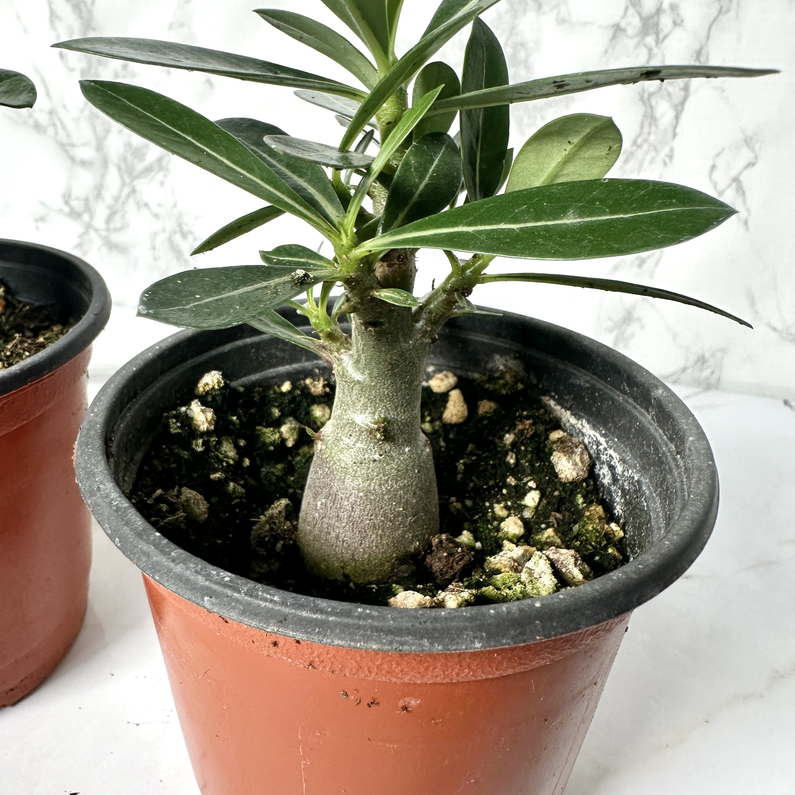 사막의장미 석화 키우기&amp;#44; 물주기&amp;#44; 인테리어식물