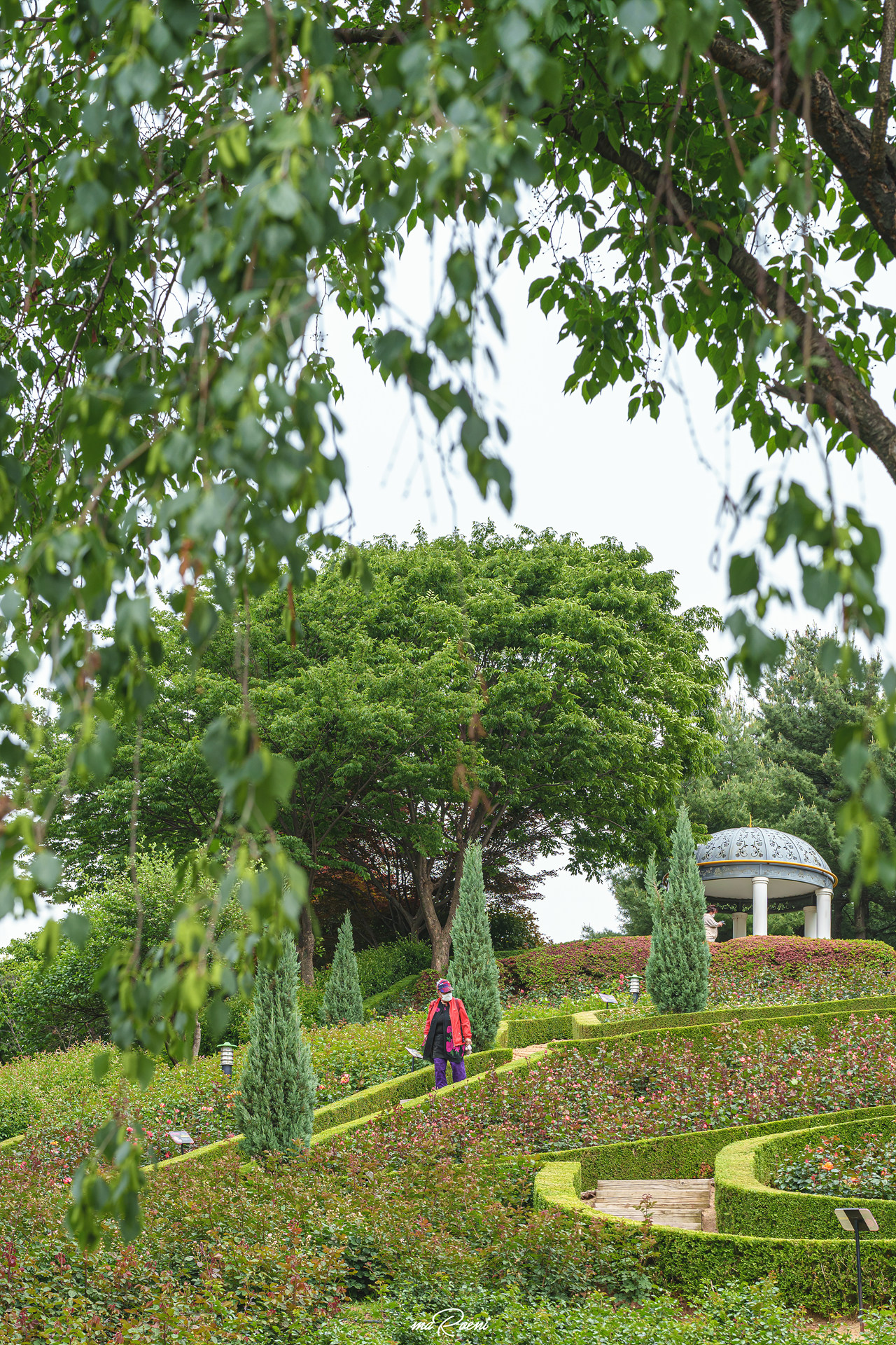 백만송이장미원