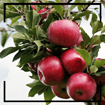 통풍에 좋은 음식