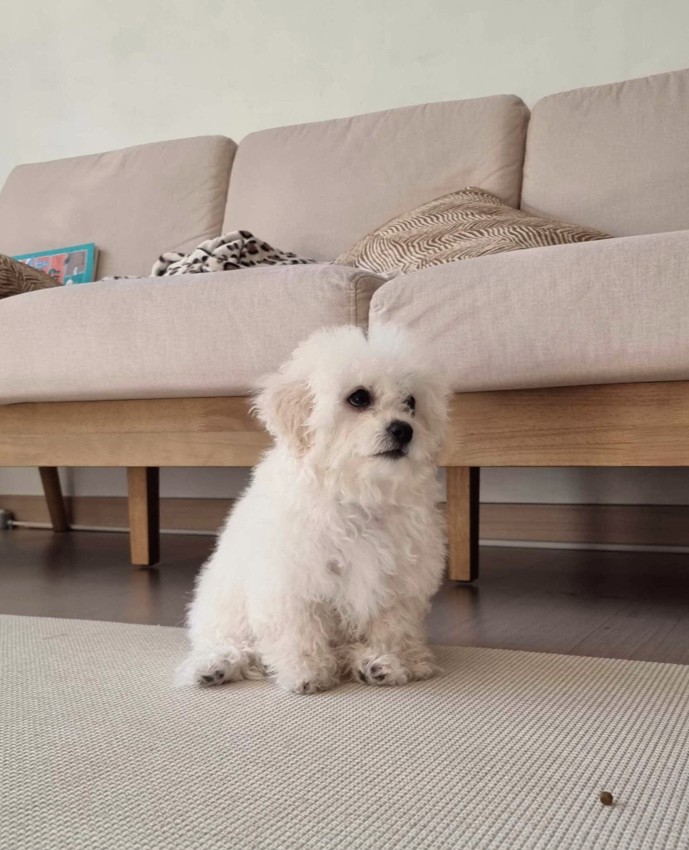 사료를 기다리고 있는 강아지