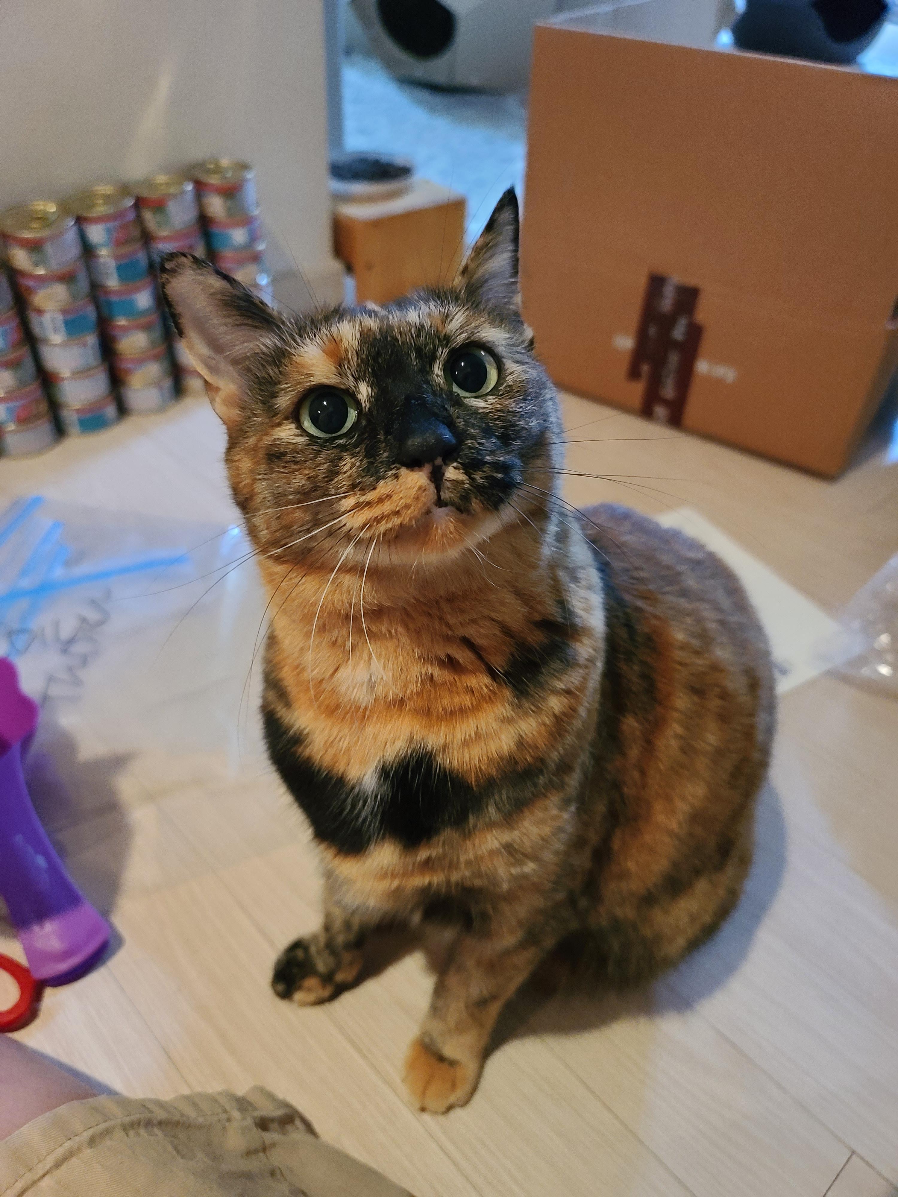 '기다려' 하는 먹보 고양이. 카오스 소심냥 사랑이.