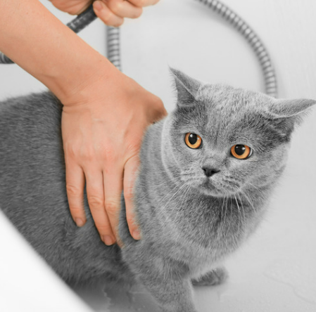 고양이 각질 원인 8가지 증상 및 치료 관리법 (ft. 비듬)