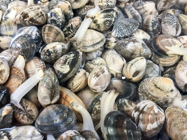 img src=&amp;quot;https://example.com/images/fresh-clams.jpg&amp;quot; alt=&amp;quot;깨끗하게 손질된 싱싱한 바지락&amp;quot; style=&amp;quot;width:100%; margin: 1.5em 0; border-radius: 8px;&amp;quot;