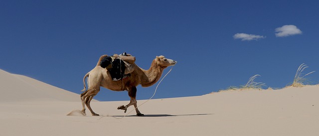 camel
