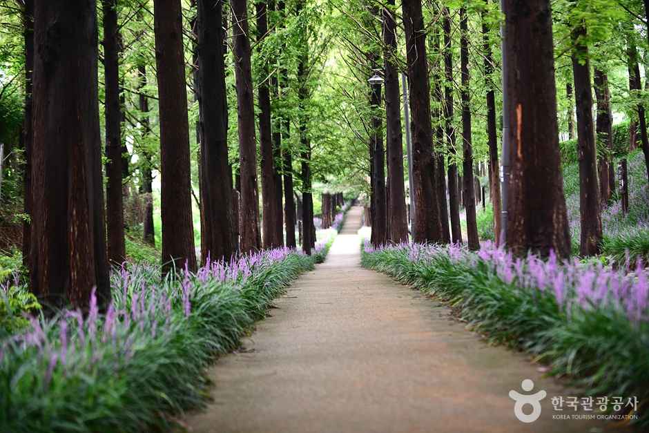 광주 맥문동숲길