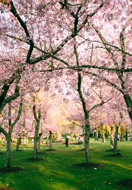 벚꽃 지는 시기와 개화시기